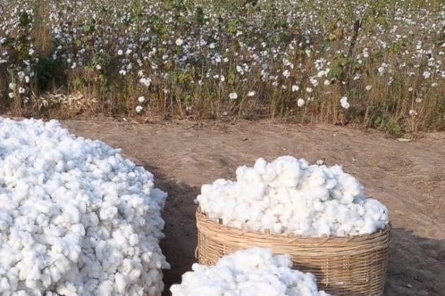 Cotton Trust Protocol doubles farmer's participation