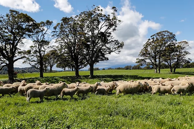 ZQRX partners with Land to Market to promote regenerative wool