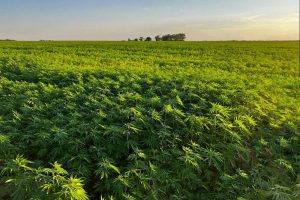 Hemp Fibers