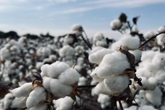 Better Cotton expands its practices to southern Chad
