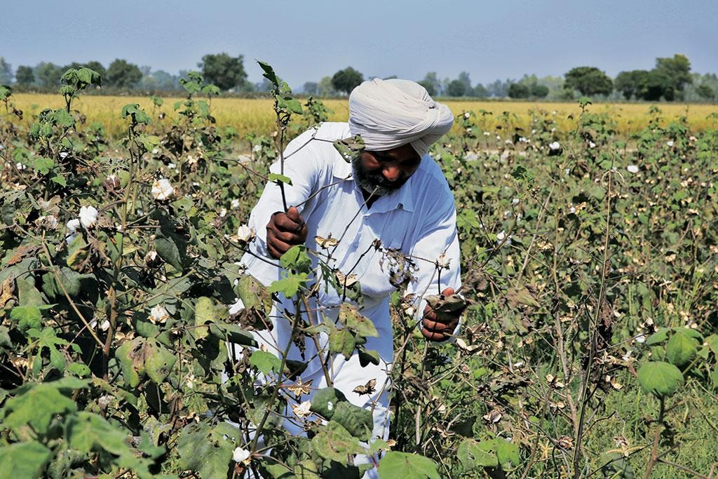 Solidaridad Asia and CRB to launch regenagri cotton alliance