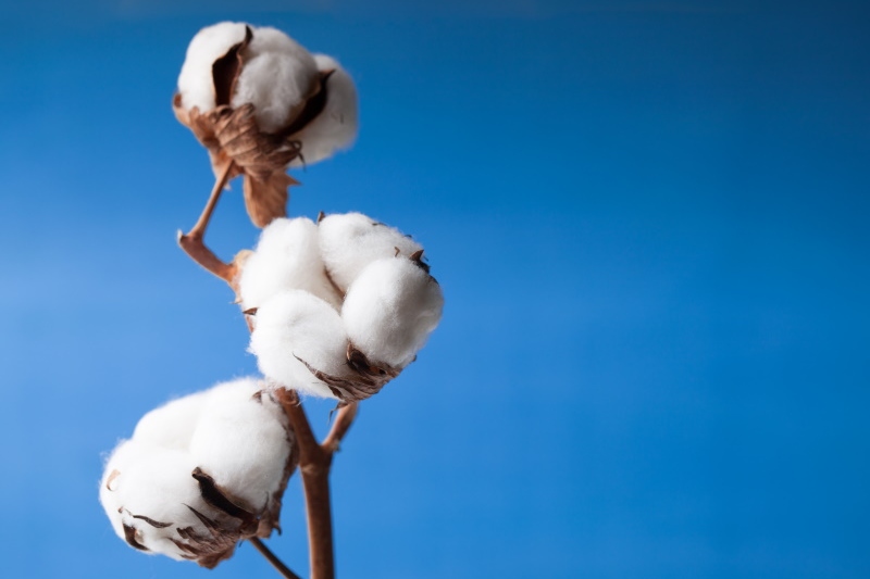 Better Cotton to host ‘Innovations Marketplace’