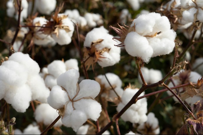 Levi Strauss to source organic cotton directly from farmers