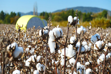 Better Cotton Initiative partners with NZP for cotton farm sustainability