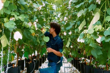 G-Star Raw unveils greenhouse-grown cotton initiative