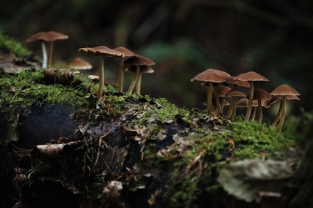 Researchers explore mushroom fibers as sustainable alternative