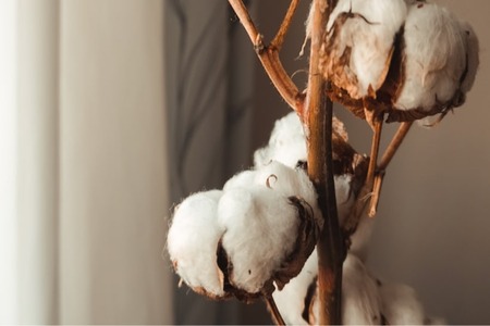 Better Cotton Initiative to host annual conference