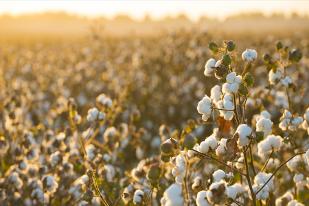 Global Standard unveils initiative for monitoring of cotton farming