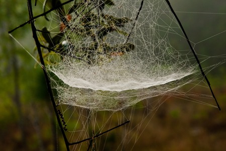 Kraig Labs begins Production of BAM-1 spider silk hybrids