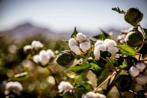 Cotton