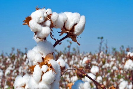 Uzbekistan launches regenerative cotton farming program