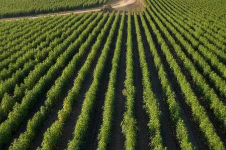 Himachal Pradesh to promote cultivation of industrial hemp