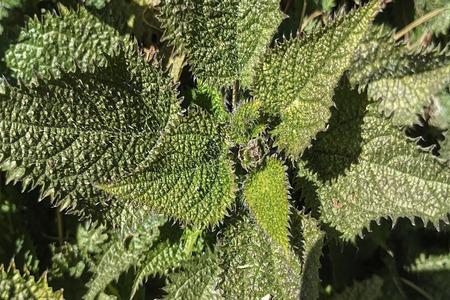 Uttarakhand proposes use of native grass in technical textile mission