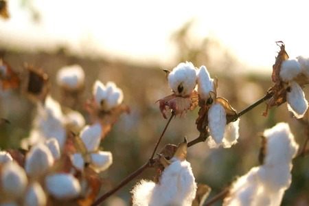OEKO-TEX, TextileGenesis partner on organic cotton traceability