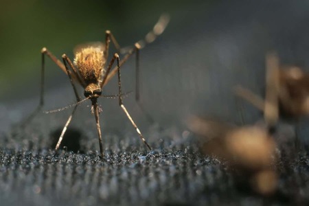 Researchers develop mosquito-blocking knit garment