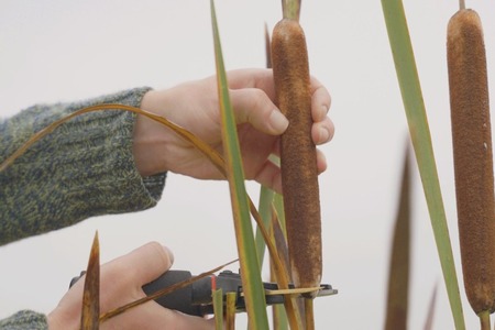 UK firm develops plant-based insulation as polyester alternative