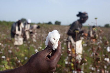 M&S, Pilio launch initiative to support cotton farming in India
