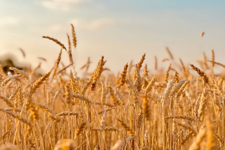 Canopy report highlights wheat straw as alternative for fibers