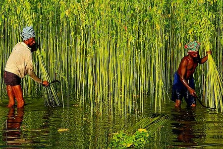Bangladesh plans to boost jute production and sustainability