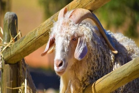 TJX Companies removes fur, angora, mohair from its products