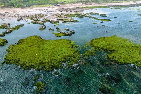Locality Project advances algae-based textile dyes