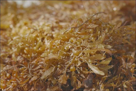 BIMS & BFTN explore sargassum seaweed as a sustainable textile resource