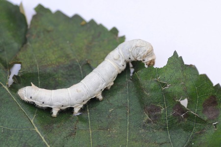 Researchers develop shrink-resistant ‘Super Silk’