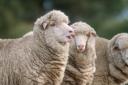 Fashion brand Theory launches low-carbon wool collection