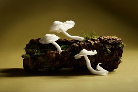 Researchers develop leather alternative from mycelium