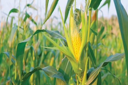 Corn, beeswax-based textile treatment to offer PFAS finishes alternative