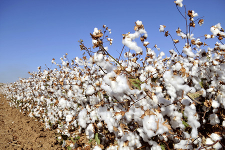 AbTF expands sustainable fiber programs