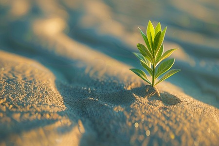 Researchers to make sandy soil more fertile using biopolymers