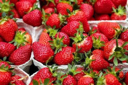 Researchers use 3D knit textile to increase strawberry yields
