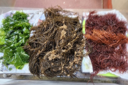 Algae Scope develops seaweed-based coating for protective textiles