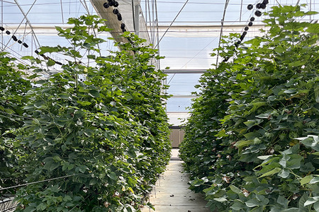 Magtech, H&M Group explore scaling soil-free cotton