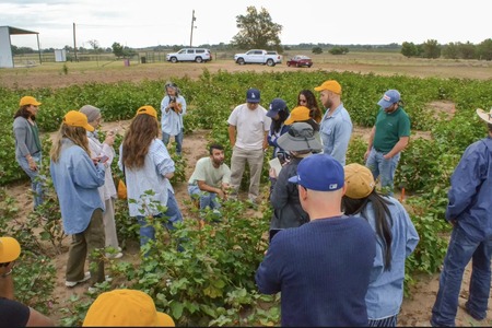 Better Cotton, Avalo to develop climate-resilient cotton