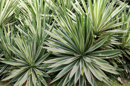 Researchers explore sisal leaf waste as plant-based cotton dye
