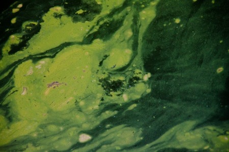 Researchers develop agricultural waste-based dye removal solution